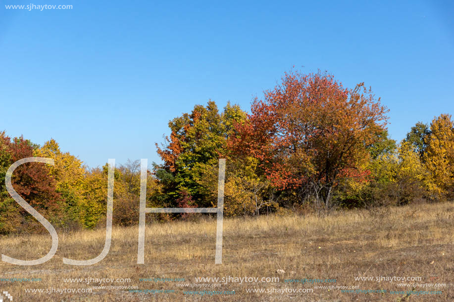 Autumn landscape of Cherna Gora (Monte Negro) mountain, Pernik Region, Bulgaria