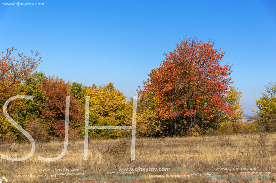 Autumn landscape of Cherna Gora (Monte Negro) mountain, Pernik Region, Bulgaria