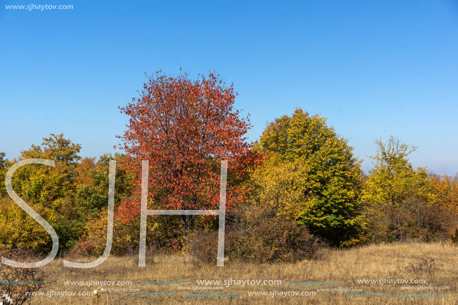 Autumn landscape of Cherna Gora (Monte Negro) mountain, Pernik Region, Bulgaria