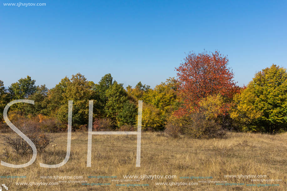 Autumn landscape of Cherna Gora (Monte Negro) mountain, Pernik Region, Bulgaria