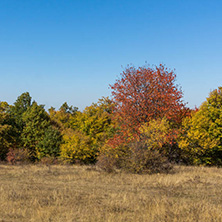 Autumn landscape of Cherna Gora (Monte Negro) mountain, Pernik Region, Bulgaria
