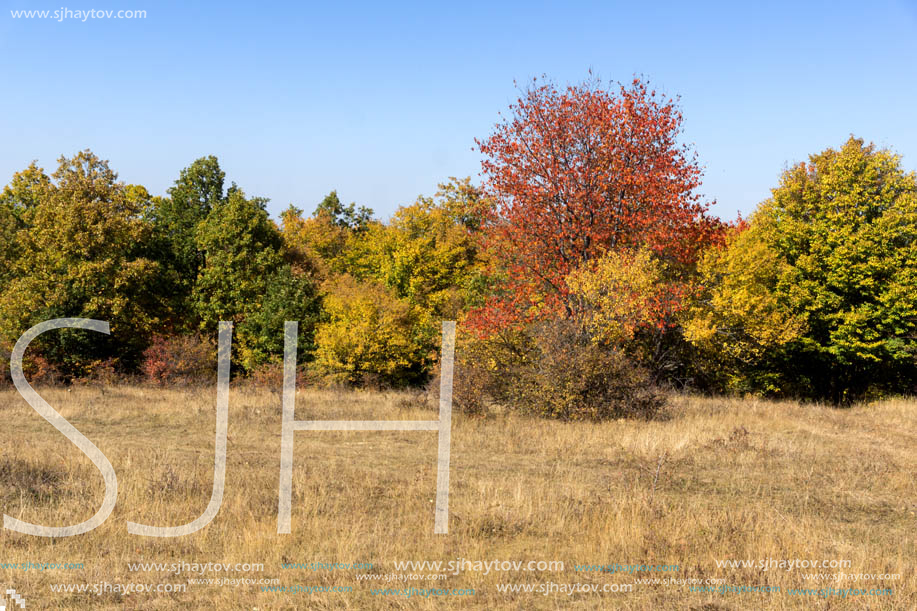 Autumn landscape of Cherna Gora (Monte Negro) mountain, Pernik Region, Bulgaria