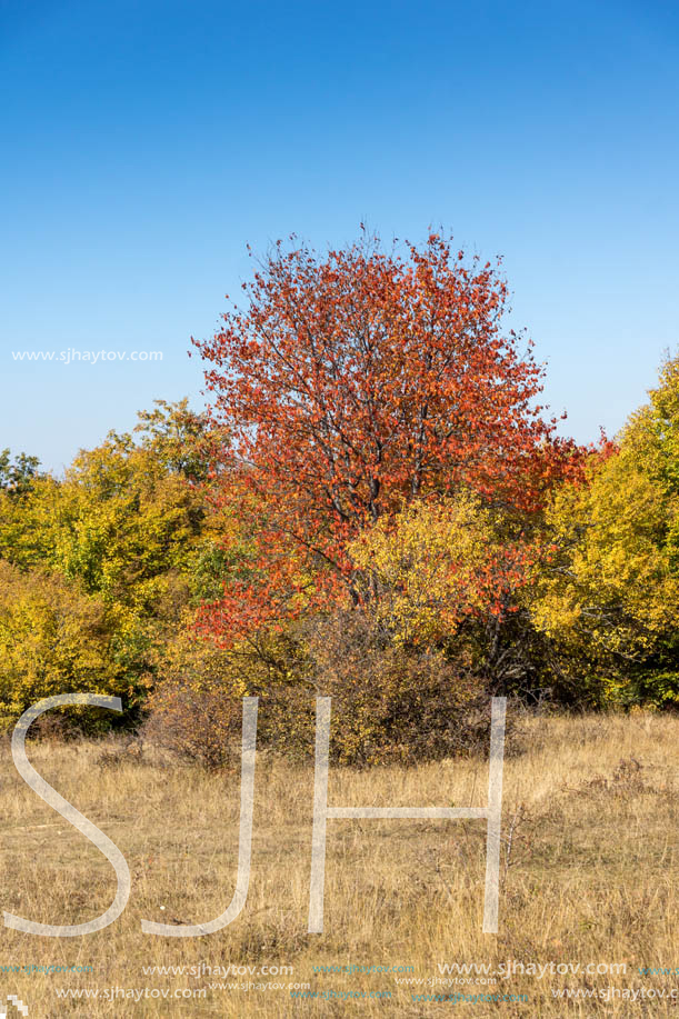 Autumn landscape of Cherna Gora (Monte Negro) mountain, Pernik Region, Bulgaria