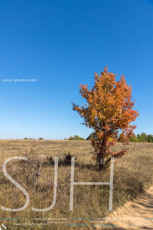 Autumn landscape of Cherna Gora (Monte Negro) mountain, Pernik Region, Bulgaria