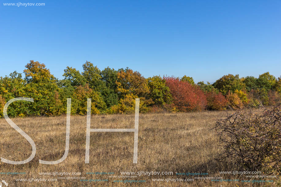 Autumn landscape of Cherna Gora (Monte Negro) mountain, Pernik Region, Bulgaria