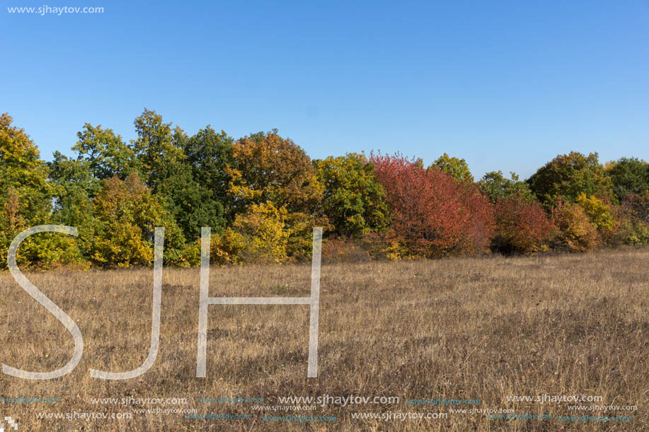 Autumn landscape of Cherna Gora (Monte Negro) mountain, Pernik Region, Bulgaria