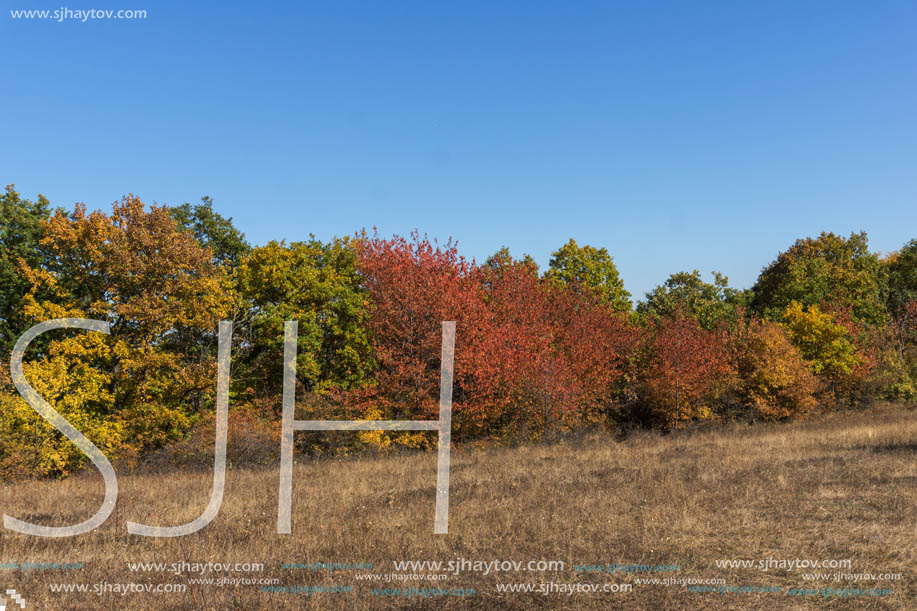 Autumn landscape of Cherna Gora (Monte Negro) mountain, Pernik Region, Bulgaria