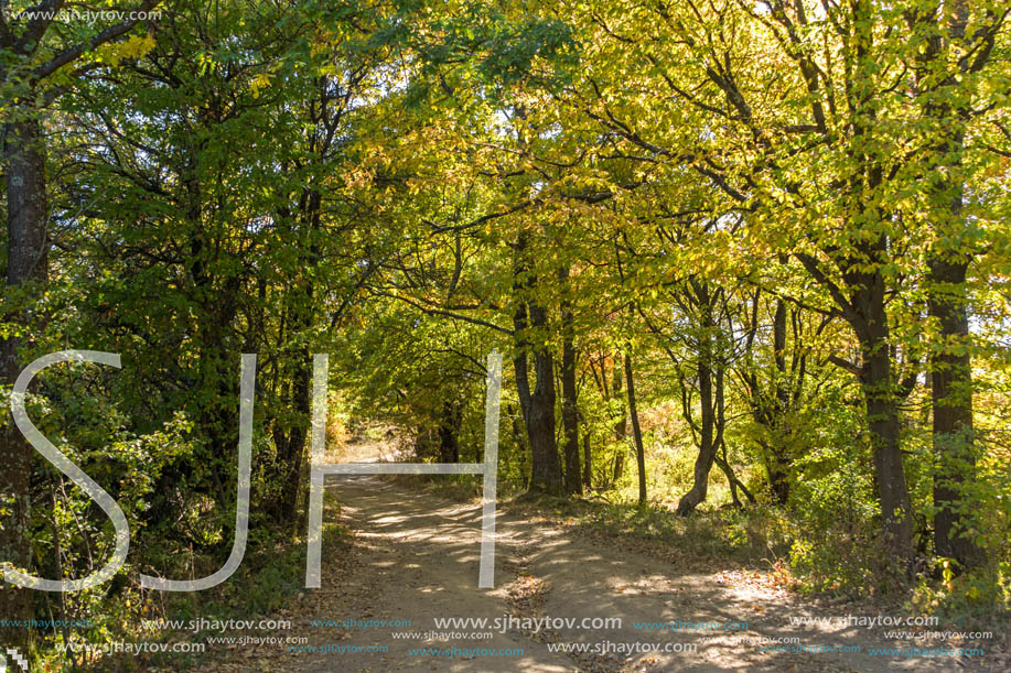 Autumn landscape of Cherna Gora (Monte Negro) mountain, Pernik Region, Bulgaria