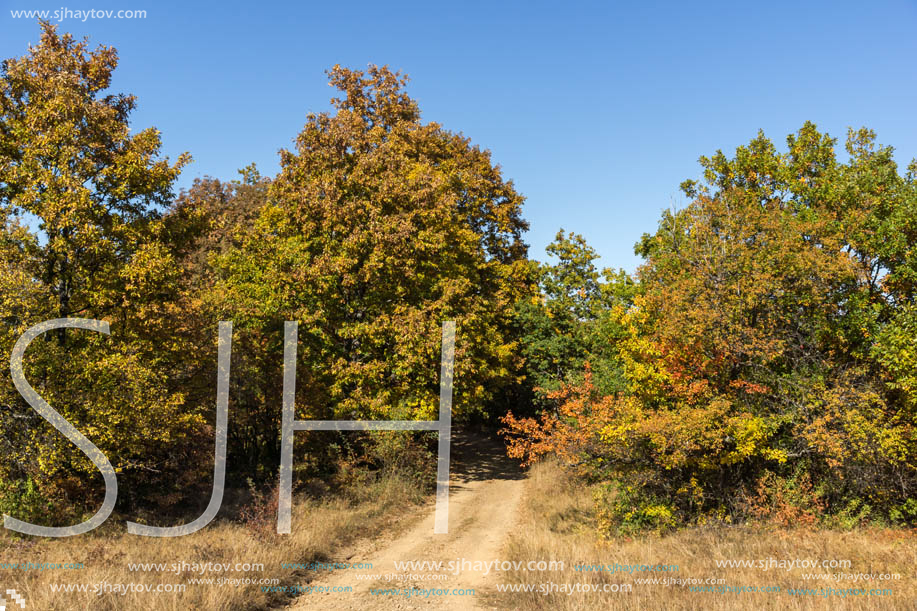 Autumn landscape of Cherna Gora (Monte Negro) mountain, Pernik Region, Bulgaria