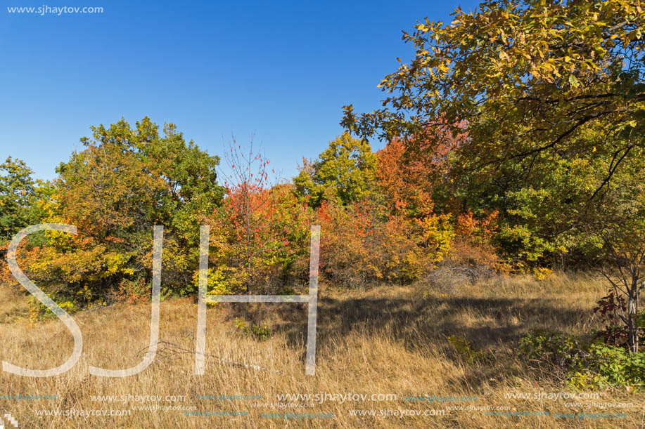 Autumn landscape of Cherna Gora (Monte Negro) mountain, Pernik Region, Bulgaria