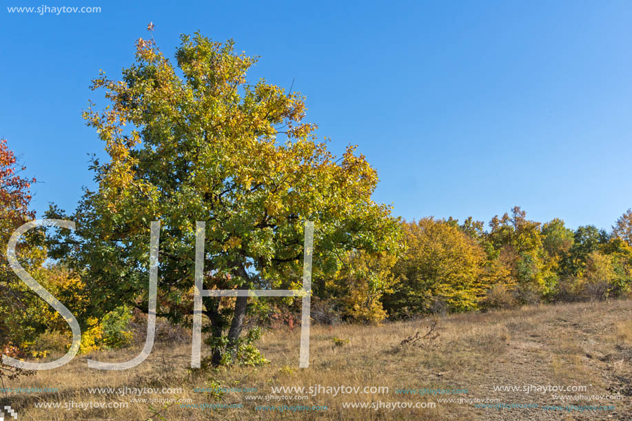 Autumn landscape of Cherna Gora (Monte Negro) mountain, Pernik Region, Bulgaria