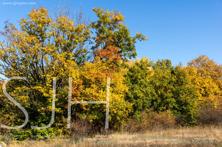 Autumn landscape of Cherna Gora (Monte Negro) mountain, Pernik Region, Bulgaria