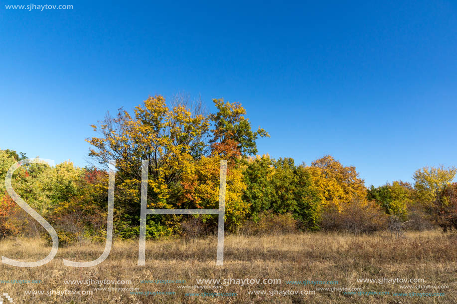 Autumn landscape of Cherna Gora (Monte Negro) mountain, Pernik Region, Bulgaria