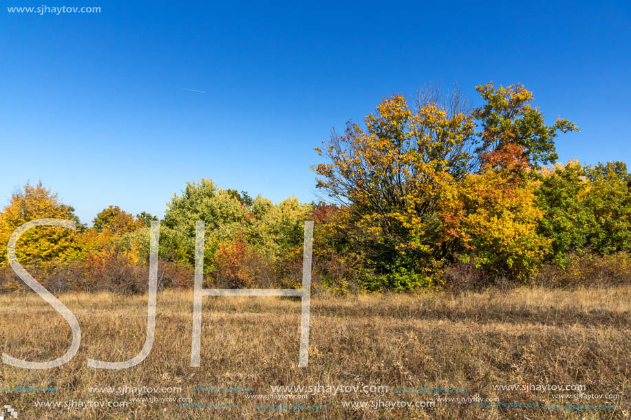 Autumn landscape of Cherna Gora (Monte Negro) mountain, Pernik Region, Bulgaria