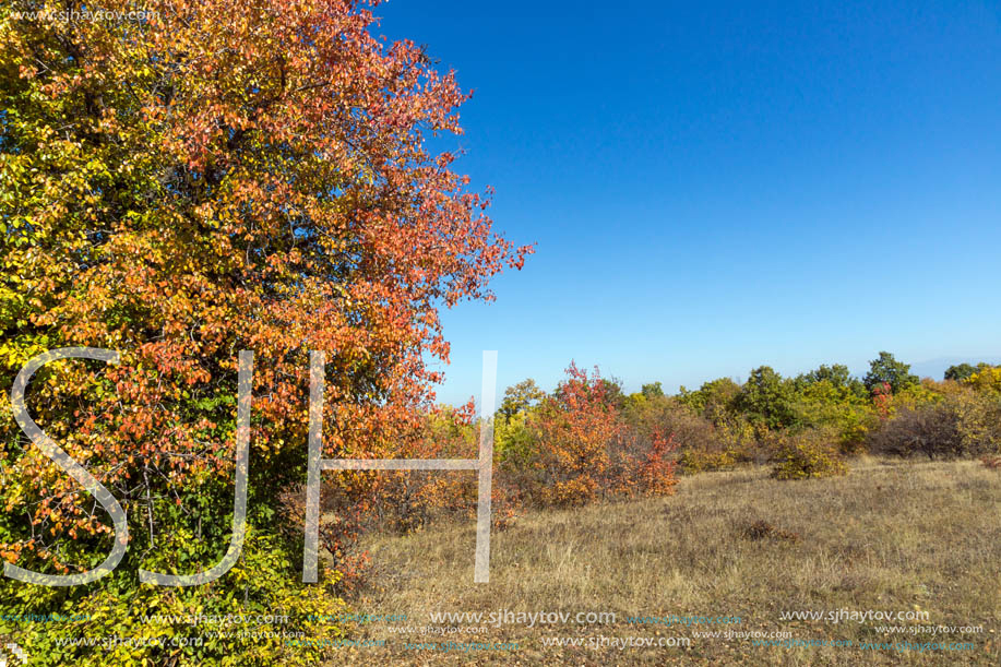 Amazing Autumn landscape of Cherna Gora (Monte Negro) mountain, Pernik Region, Bulgaria