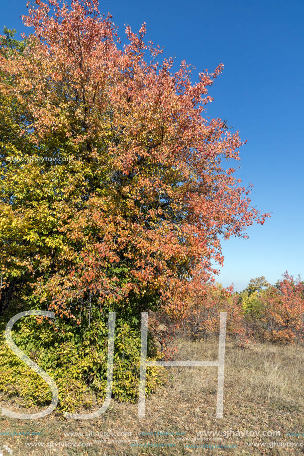 Amazing Autumn landscape of Cherna Gora (Monte Negro) mountain, Pernik Region, Bulgaria