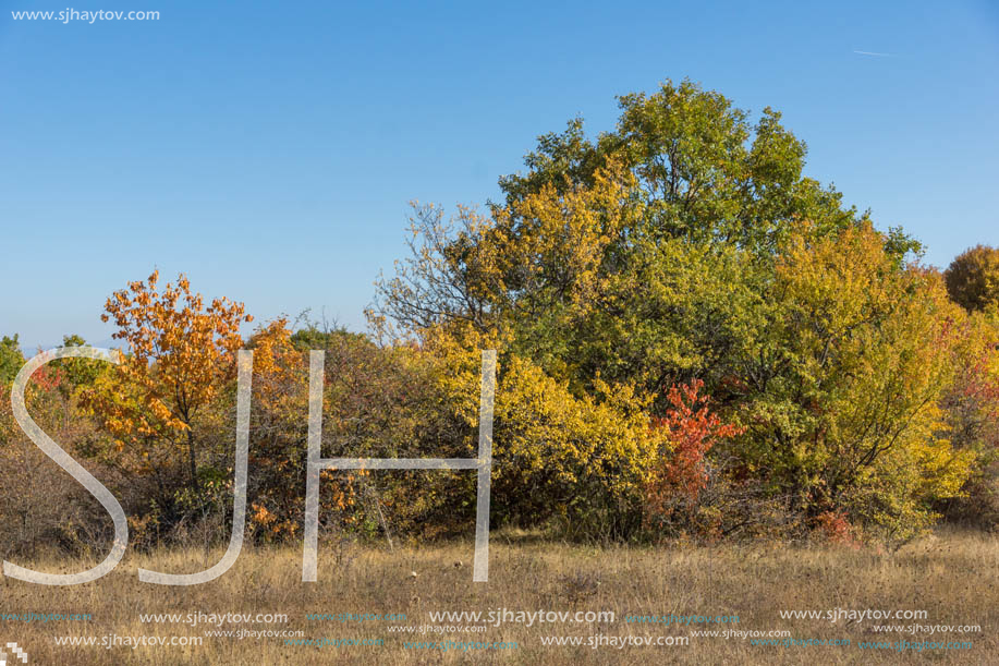 Amazing Autumn landscape of Cherna Gora (Monte Negro) mountain, Pernik Region, Bulgaria