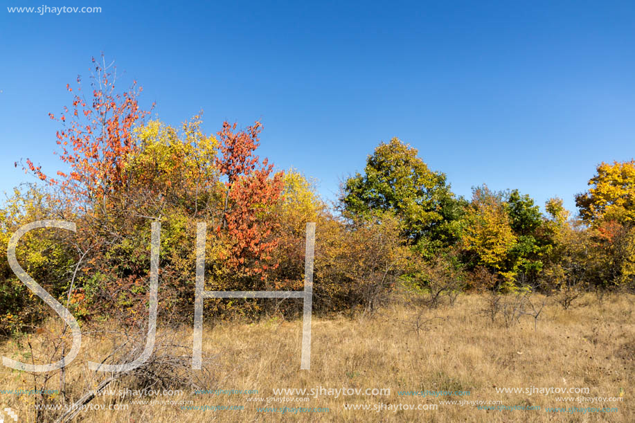 Amazing Autumn landscape of Cherna Gora (Monte Negro) mountain, Pernik Region, Bulgaria