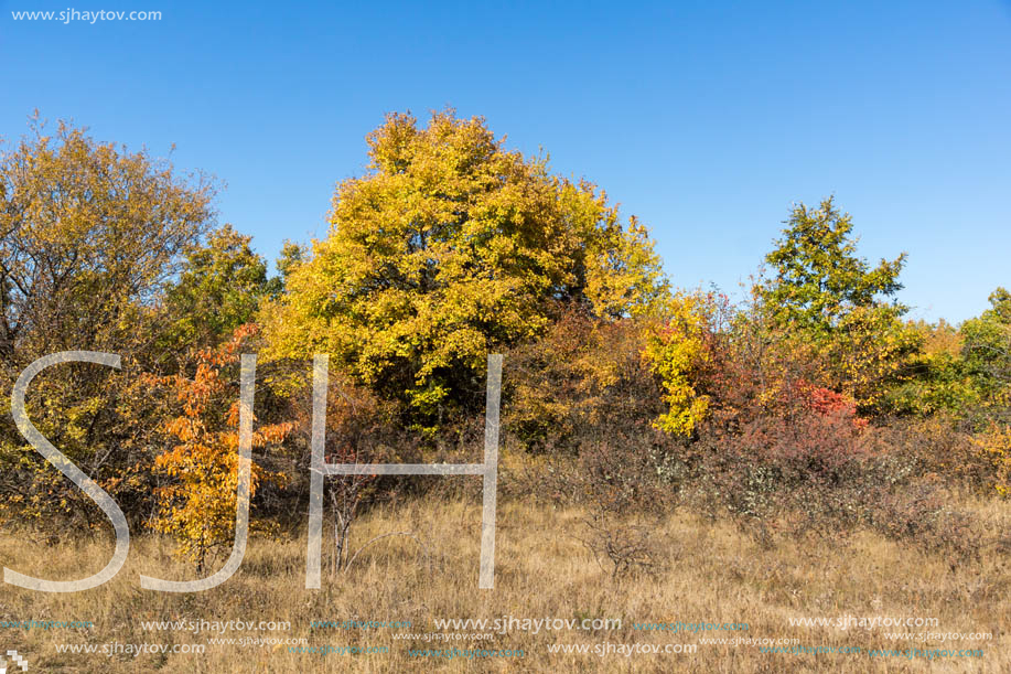 Amazing Autumn landscape of Cherna Gora (Monte Negro) mountain, Pernik Region, Bulgaria