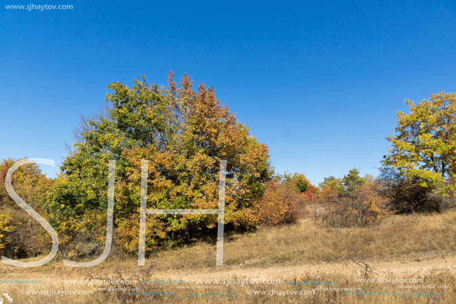 Amazing Autumn landscape of Cherna Gora (Monte Negro) mountain, Pernik Region, Bulgaria