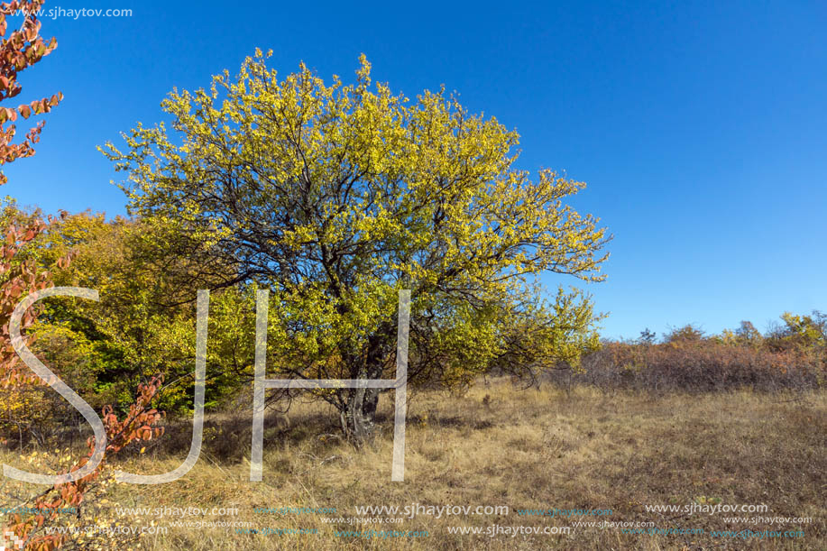 Amazing Autumn landscape of Cherna Gora (Monte Negro) mountain, Pernik Region, Bulgaria