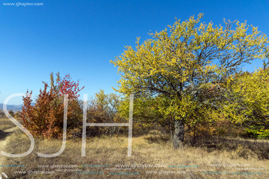 Amazing Autumn landscape of Cherna Gora (Monte Negro) mountain, Pernik Region, Bulgaria