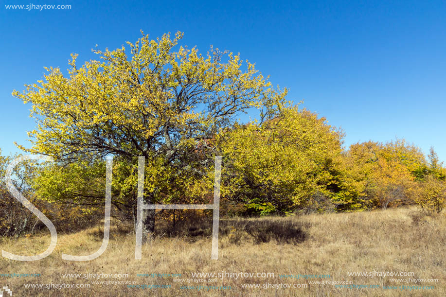 Amazing Autumn landscape of Cherna Gora (Monte Negro) mountain, Pernik Region, Bulgaria