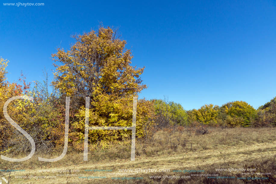 Amazing Autumn landscape of Cherna Gora (Monte Negro) mountain, Pernik Region, Bulgaria