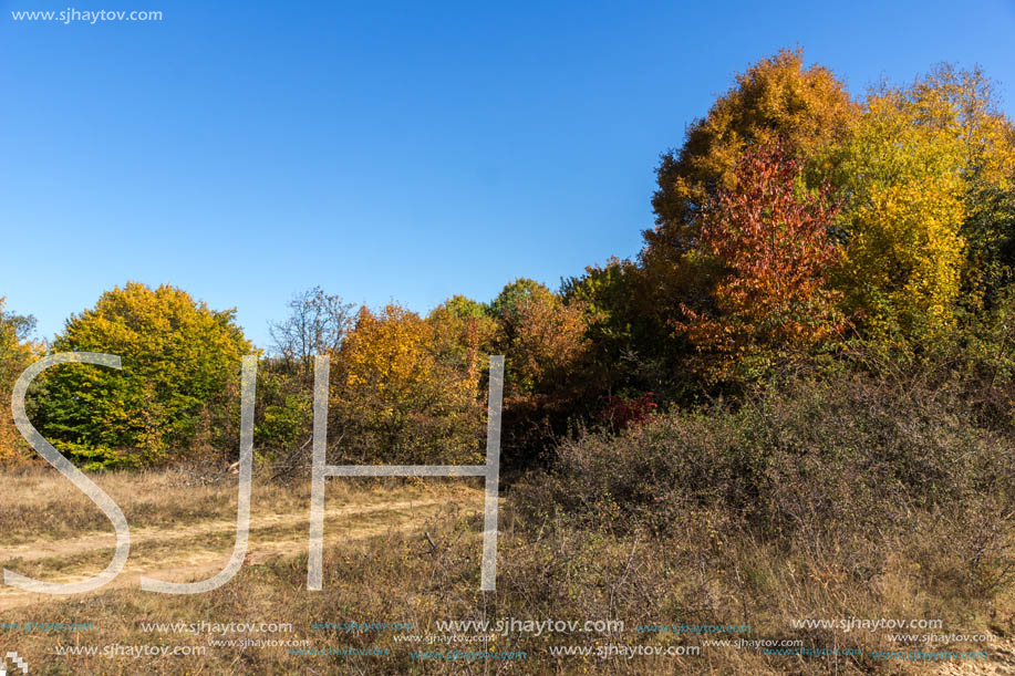 Amazing Autumn landscape of Cherna Gora (Monte Negro) mountain, Pernik Region, Bulgaria