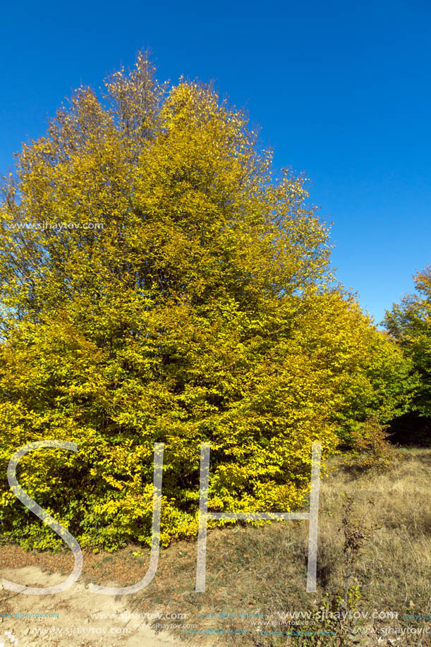 Amazing Autumn landscape of Cherna Gora (Monte Negro) mountain, Pernik Region, Bulgaria