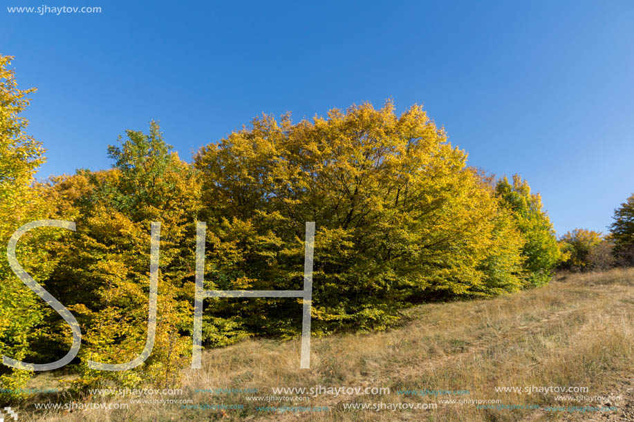 Amazing Autumn landscape of Cherna Gora (Monte Negro) mountain, Pernik Region, Bulgaria