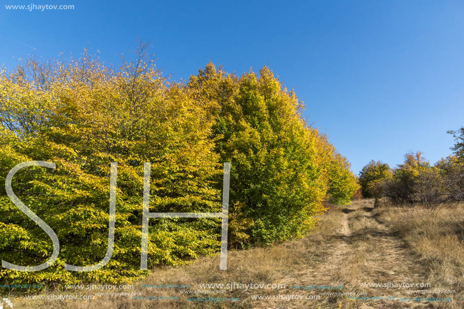 Amazing Autumn landscape of Cherna Gora (Monte Negro) mountain, Pernik Region, Bulgaria