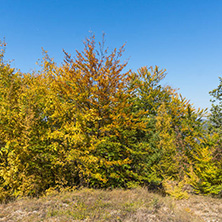 Autumn landscape of Ruen Mountain - northern part of Vlahina Mountain, Kyustendil Region, Bulgaria