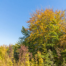 Autumn landscape of Ruen Mountain - northern part of Vlahina Mountain, Kyustendil Region, Bulgaria