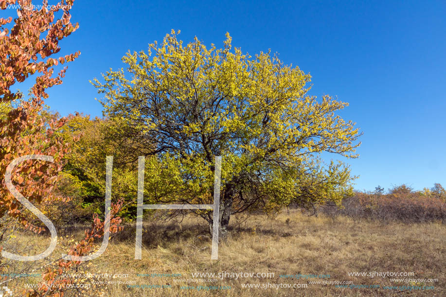 Amazing Autumn Panorama of Cherna Gora (Monte Negro) mountain, Pernik Region, Bulgaria