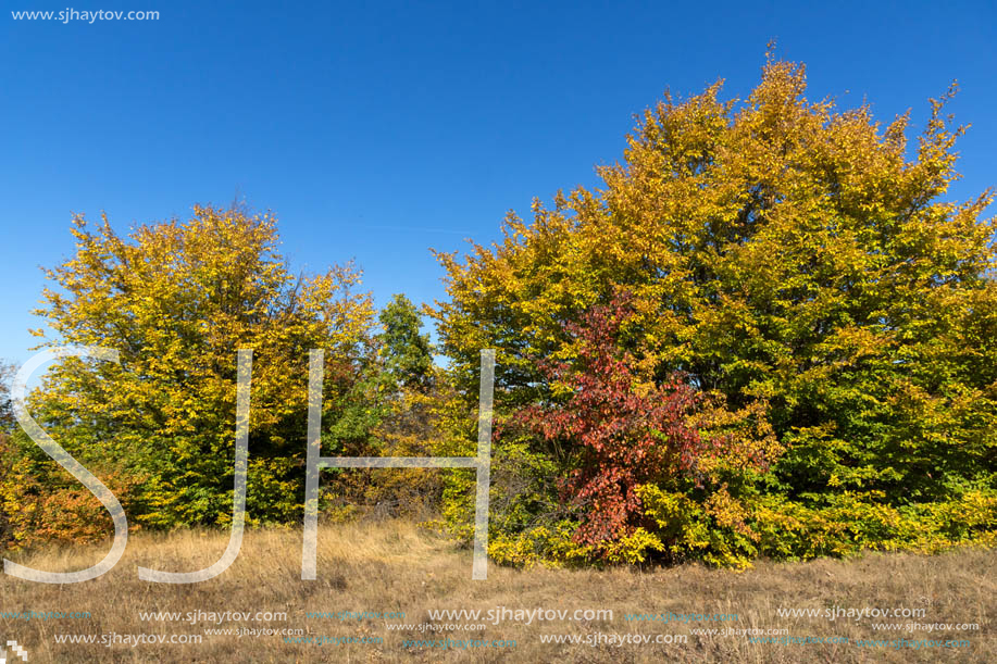 Amazing Autumn Panorama of Cherna Gora (Monte Negro) mountain, Pernik Region, Bulgaria