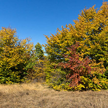 Amazing Autumn Panorama of Cherna Gora (Monte Negro) mountain, Pernik Region, Bulgaria