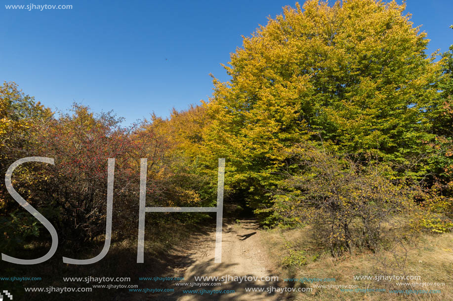 Amazing Autumn Panorama of Cherna Gora (Monte Negro) mountain, Pernik Region, Bulgaria