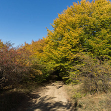 Amazing Autumn Panorama of Cherna Gora (Monte Negro) mountain, Pernik Region, Bulgaria