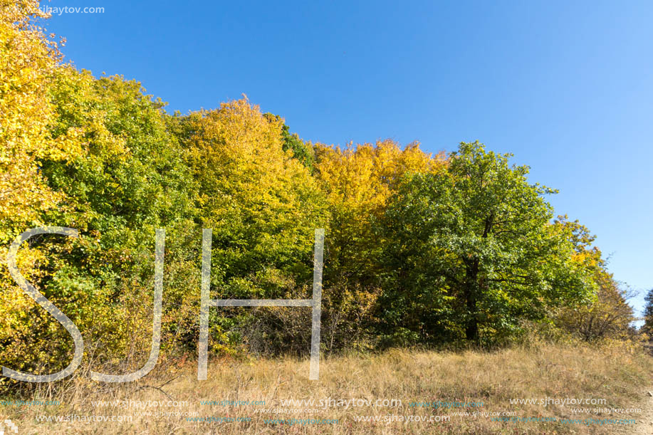 Amazing Autumn Panorama of Cherna Gora (Monte Negro) mountain, Pernik Region, Bulgaria