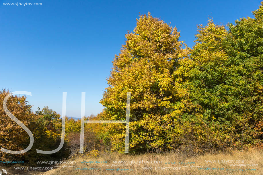 Amazing Autumn Panorama of Cherna Gora (Monte Negro) mountain, Pernik Region, Bulgaria