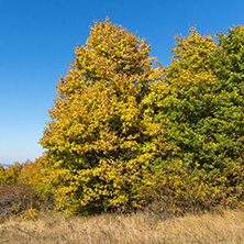 Amazing Autumn Panorama of Cherna Gora (Monte Negro) mountain, Pernik Region, Bulgaria