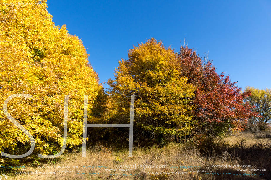 Amazing Autumn Panorama of Cherna Gora (Monte Negro) mountain, Pernik Region, Bulgaria