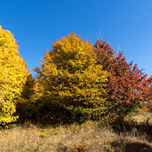 Amazing Autumn Panorama of Cherna Gora (Monte Negro) mountain, Pernik Region, Bulgaria