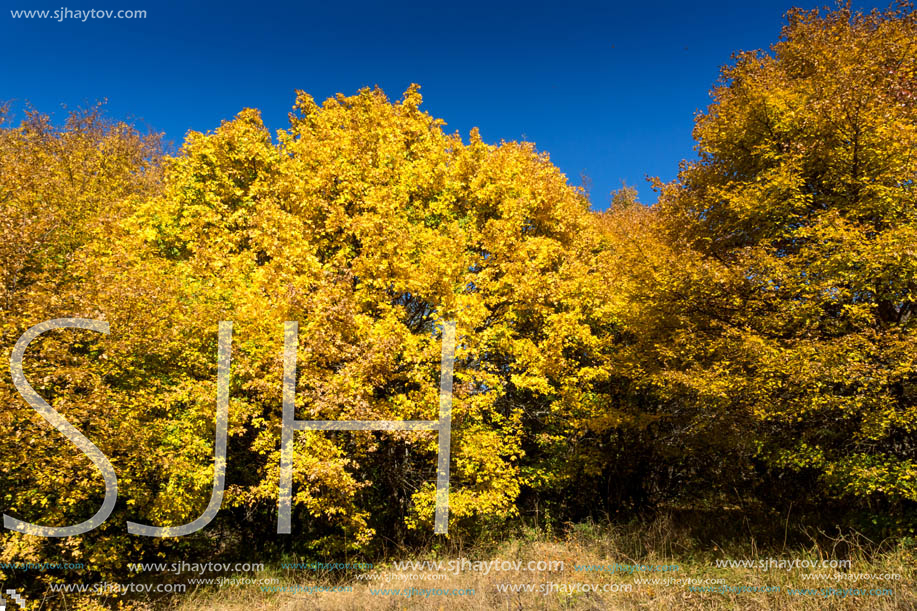 Amazing Autumn Panorama of Cherna Gora (Monte Negro) mountain, Pernik Region, Bulgaria