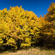 Amazing Autumn Panorama of Cherna Gora (Monte Negro) mountain, Pernik Region, Bulgaria