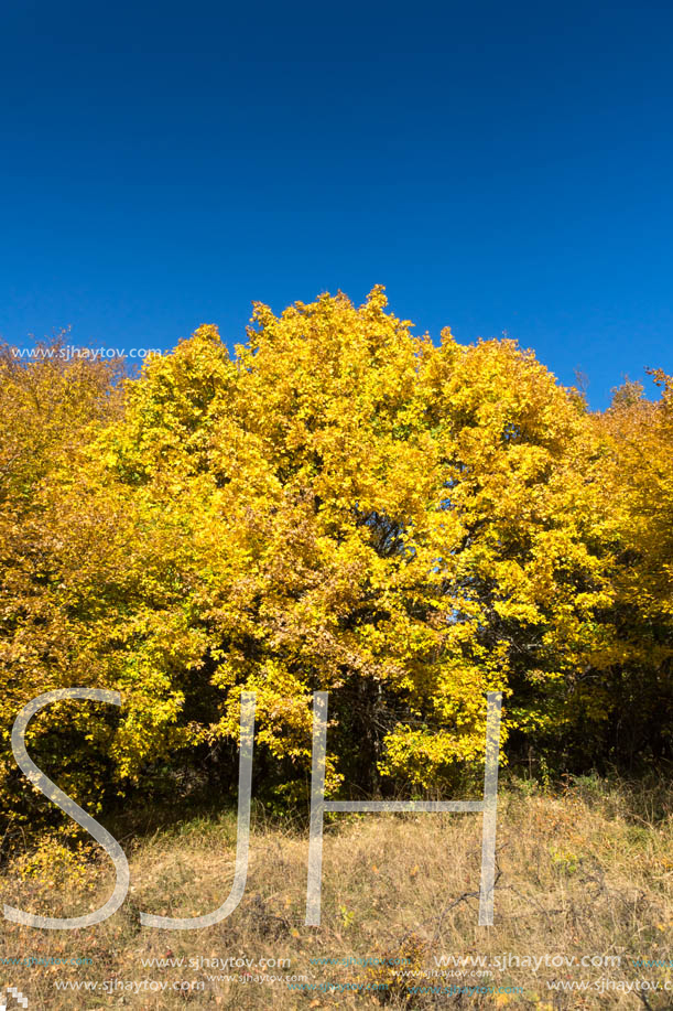 Amazing Autumn Panorama of Cherna Gora (Monte Negro) mountain, Pernik Region, Bulgaria