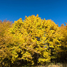 Amazing Autumn Panorama of Cherna Gora (Monte Negro) mountain, Pernik Region, Bulgaria