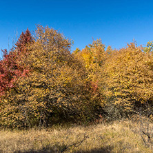 Amazing Autumn Panorama of Cherna Gora (Monte Negro) mountain, Pernik Region, Bulgaria