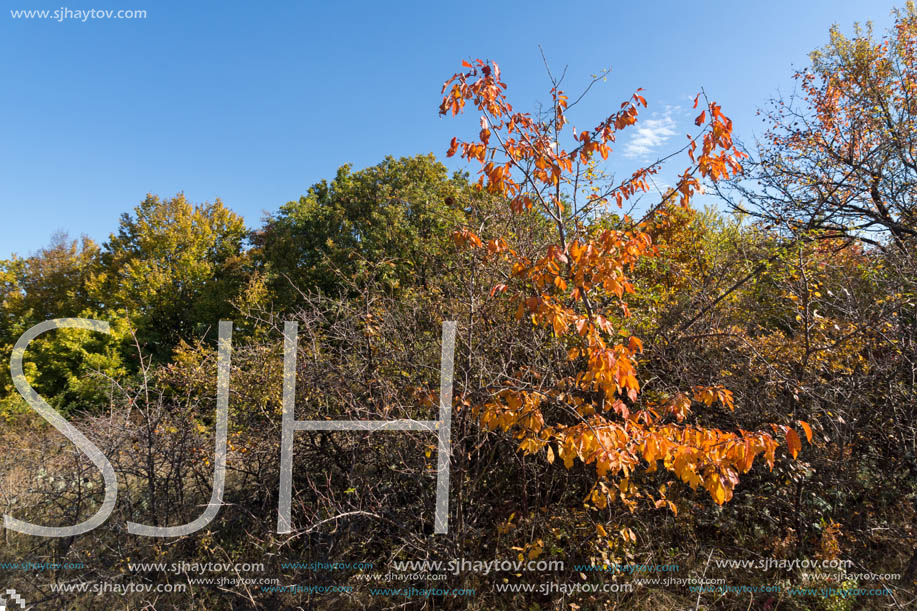 Amazing Autumn Panorama of Cherna Gora (Monte Negro) mountain, Pernik Region, Bulgaria